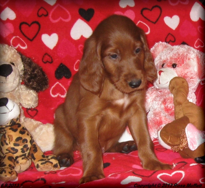 AKC Irish Setter Puppy For Sale