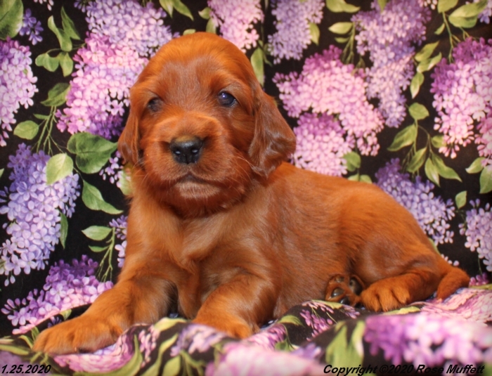 AKC Irish Setter Puppy For Sale