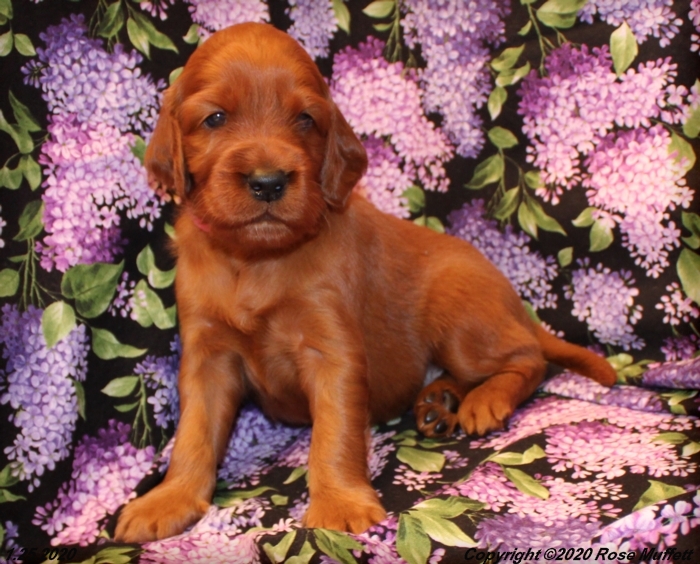 AKC Irish Setter Puppy For Sale