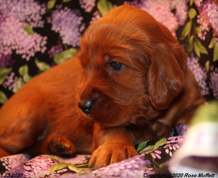 AKC Irish Setter Puppy For Sale