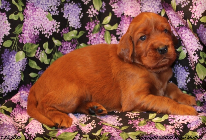 AKC Irish Setter Puppy For Sale