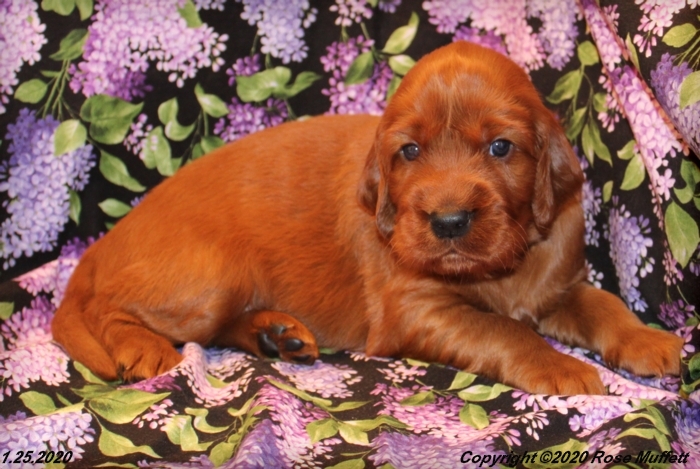 AKC Irish Setter Puppy For Sale
