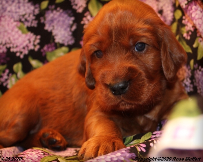 AKC Irish Setter Puppy For Sale