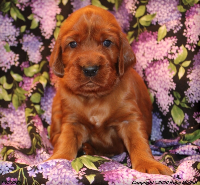 AKC Irish Setter Puppy For Sale