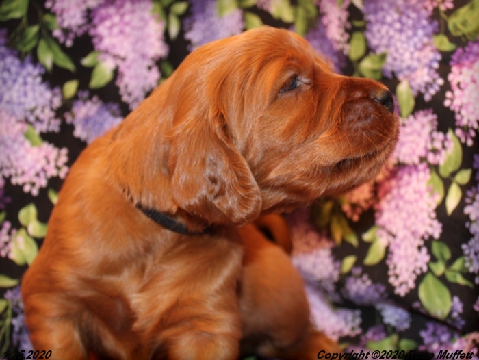 AKC Irish Setter Puppy For Sale