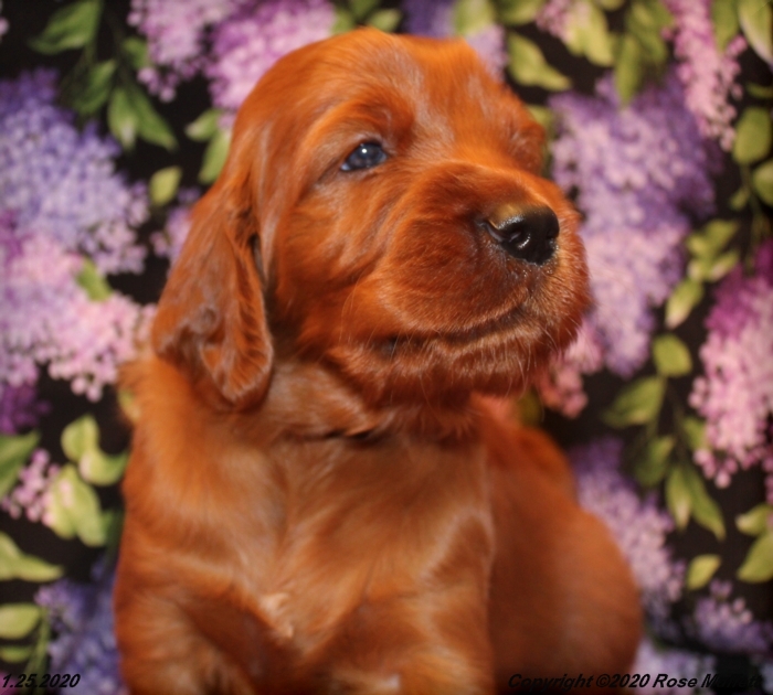 AKC Irish Setter Puppy For Sale