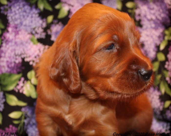 AKC Irish Setter Puppy For Sale