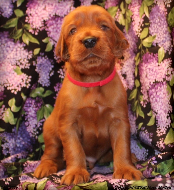 AKC Irish Setter Puppy For Sale