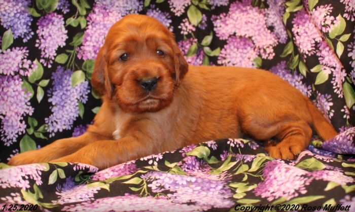 AKC Irish Setter Puppy For Sale