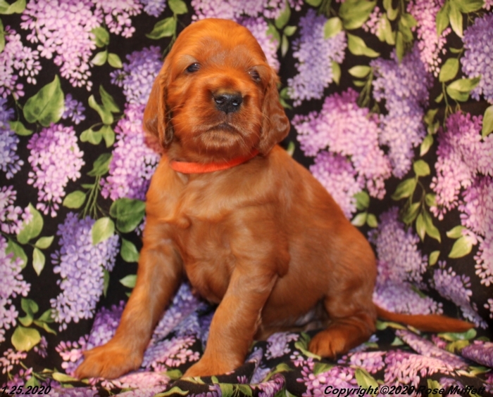 AKC Irish Setter Puppy For Sale