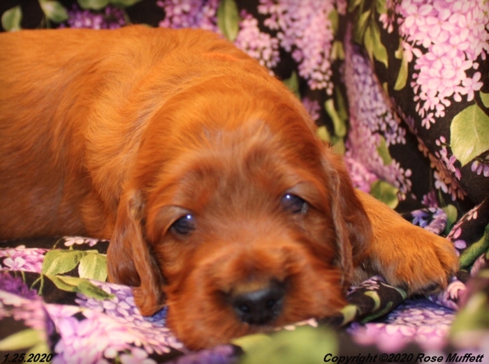 AKC Irish Setter Puppy For Sale