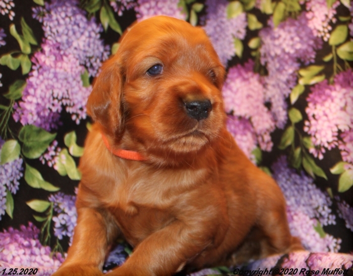 AKC Irish Setter Puppy For Sale