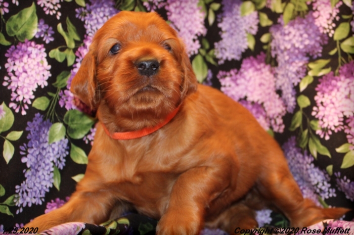 AKC Irish Setter Puppy For Sale