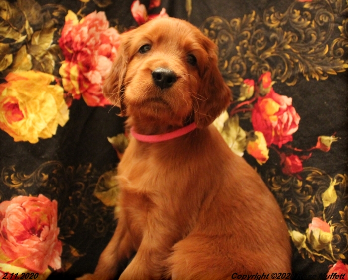 AKC Irish Setter Puppy For Sale