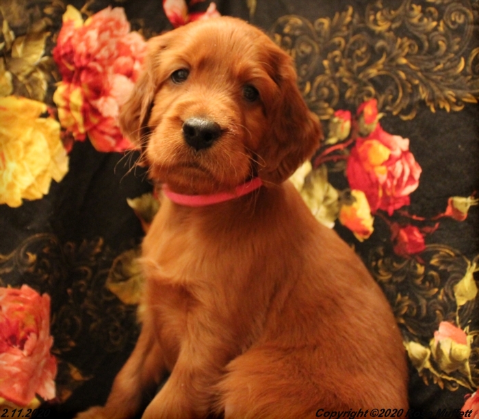 AKC Irish Setter Puppy For Sale