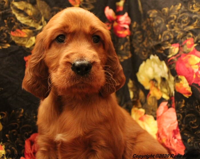 AKC Irish Setter Puppy For Sale