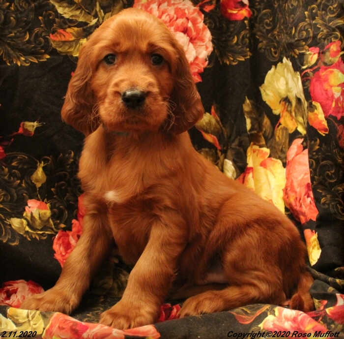 AKC Irish Setter Puppy For Sale
