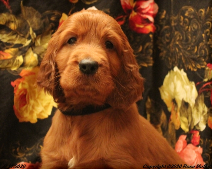 AKC Irish Setter Puppy For Sale