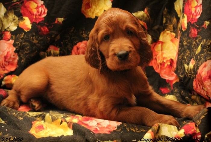 AKC Irish Setter Puppy For Sale