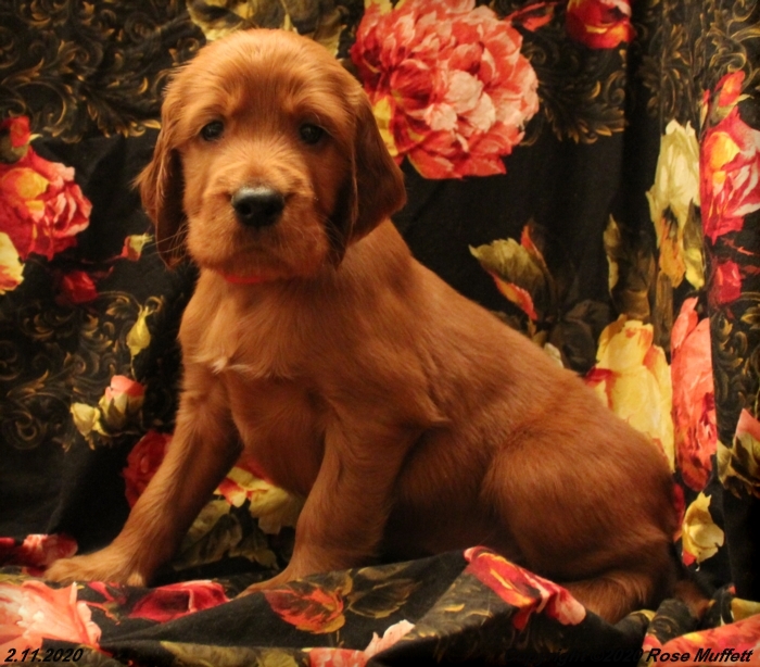 AKC Irish Setter Puppy For Sale