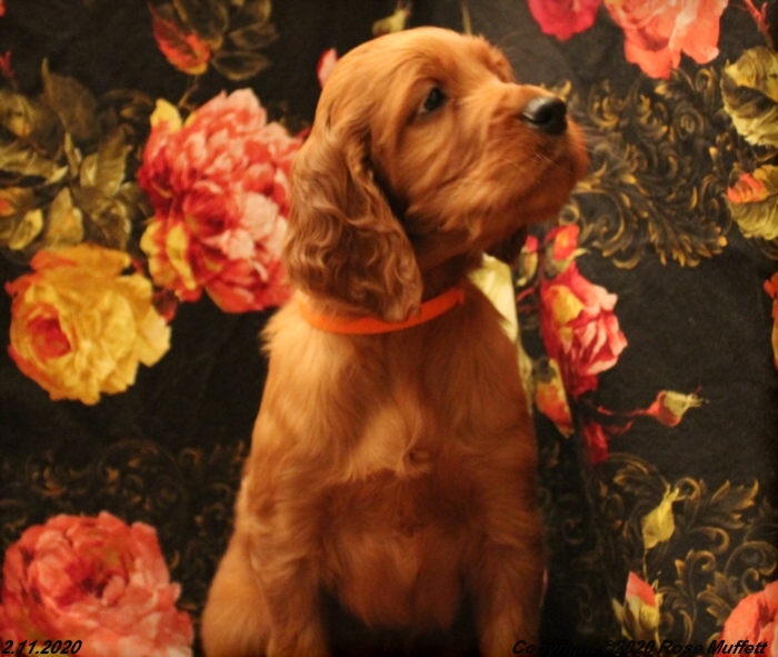 AKC Irish Setter Puppy For Sale