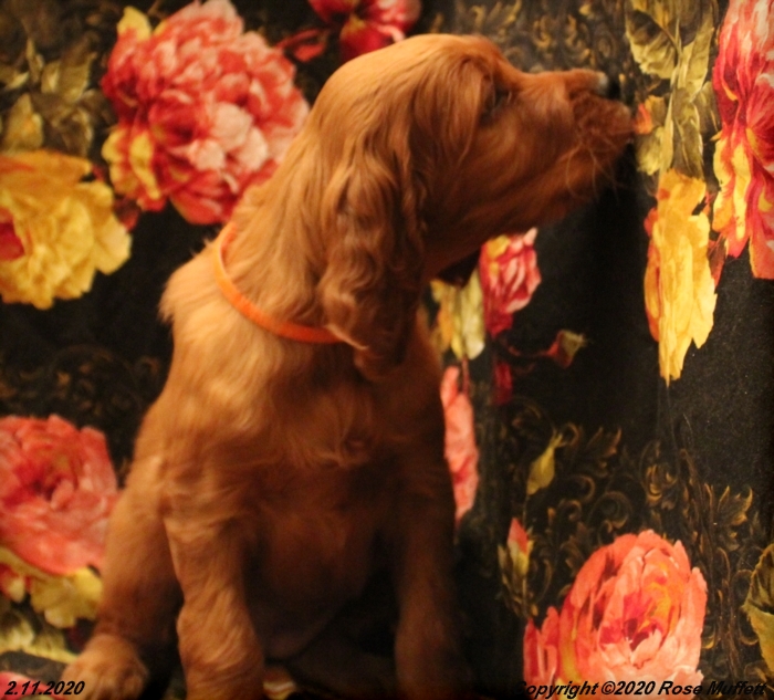 AKC Irish Setter Puppy For Sale
