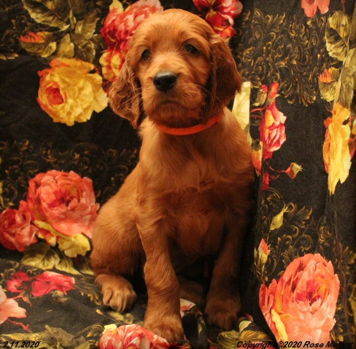AKC Irish Setter Puppy For Sale