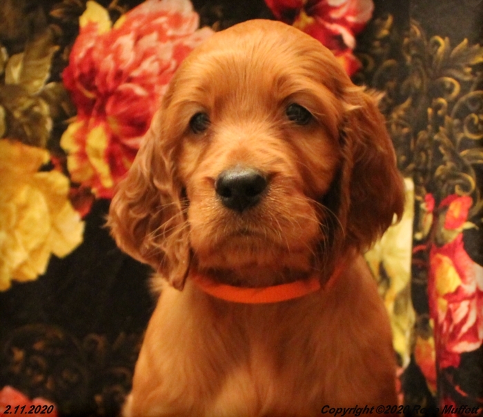 AKC Irish Setter Puppy For Sale