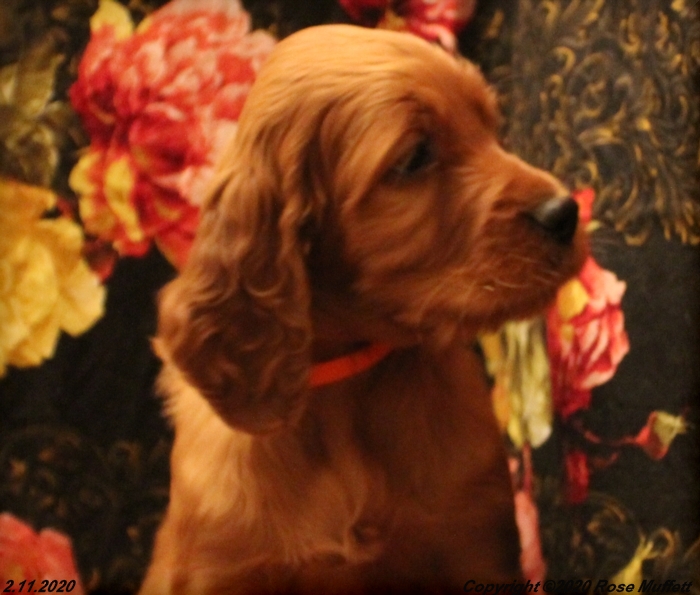 AKC Irish Setter Puppy For Sale
