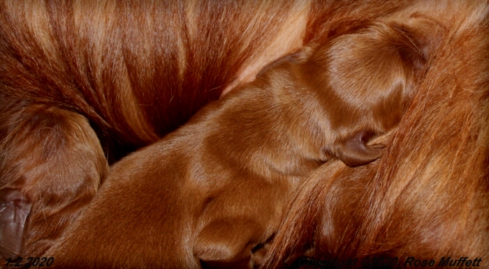 AKC Irish Setter Puppy For Sale