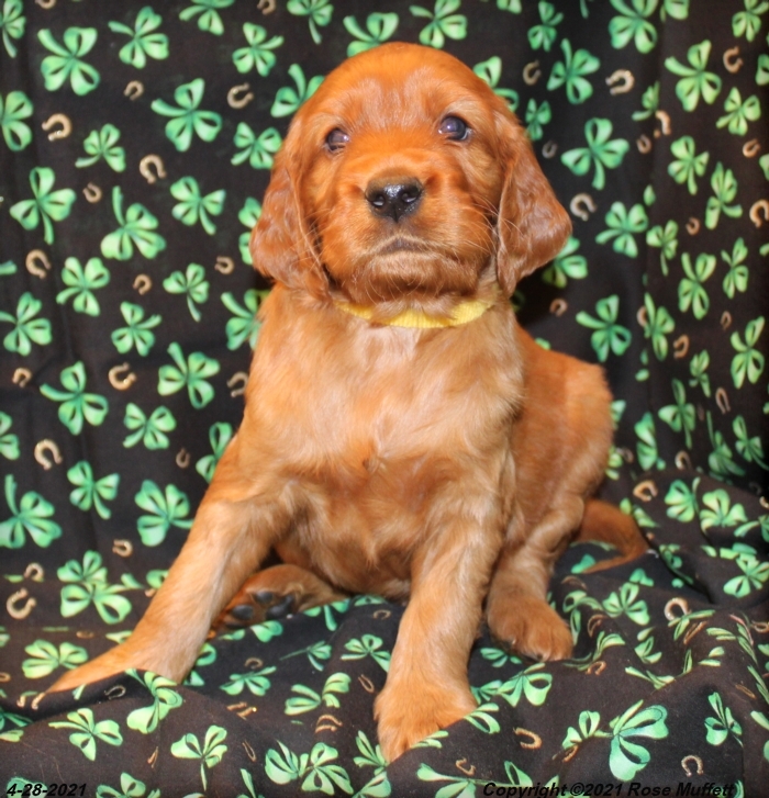 AKC Irish Setter Puppy For Sale