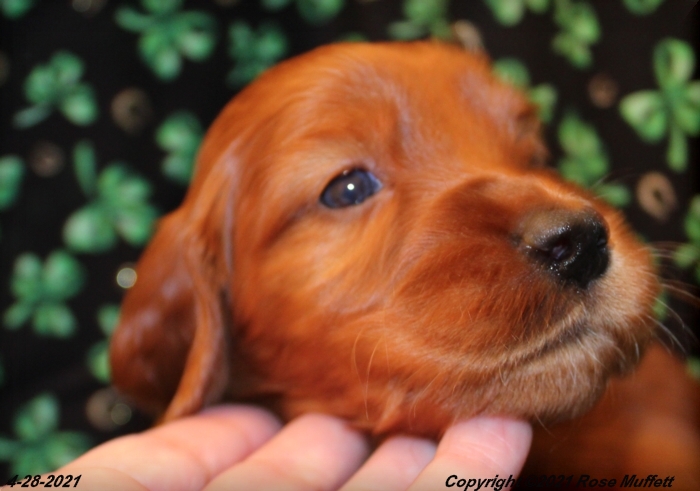 AKC Irish Setter Puppy For Sale