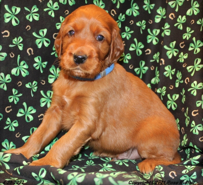 AKC Irish Setter Puppy For Sale