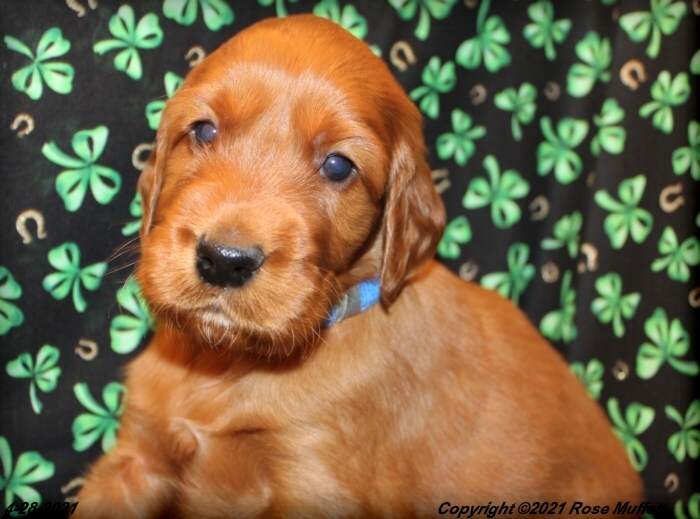 AKC Irish Setter Puppy For Sale