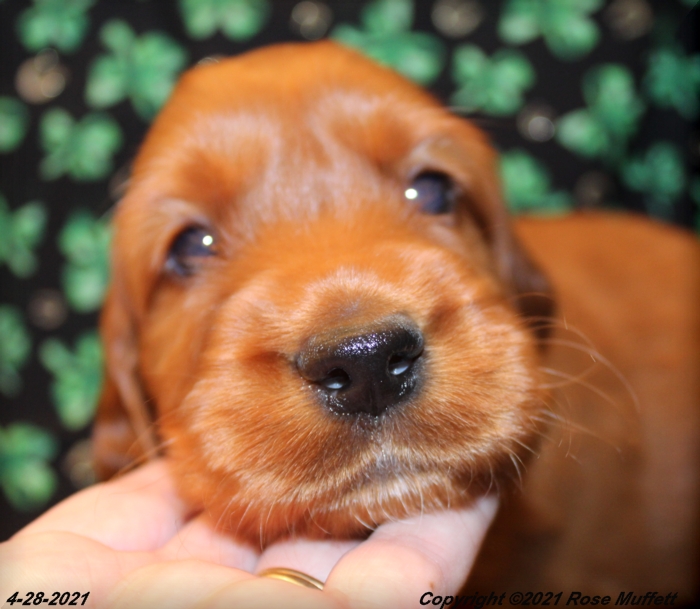 AKC Irish Setter Puppy For Sale