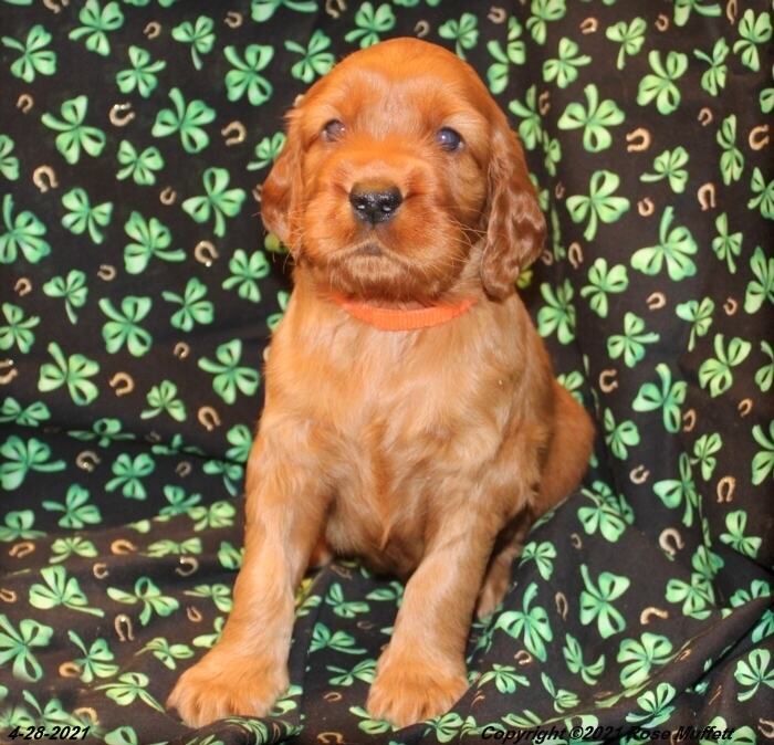 AKC Irish Setter Puppy For Sale