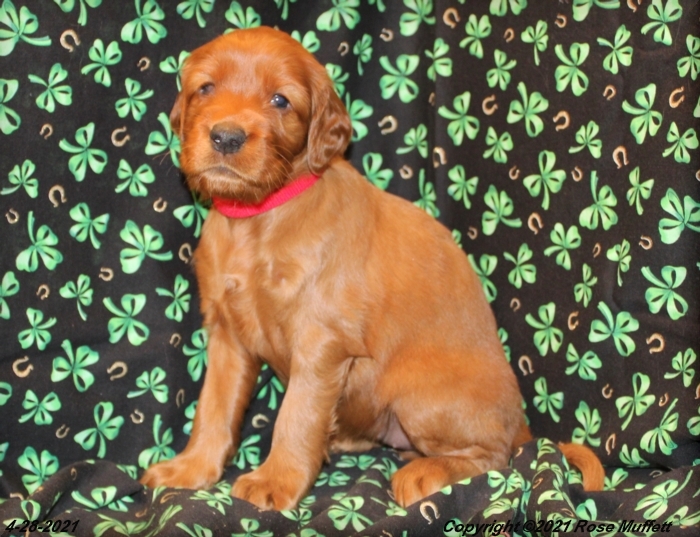 AKC Irish Setter Puppy For Sale