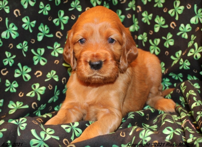 AKC Irish Setter Puppy For Sale