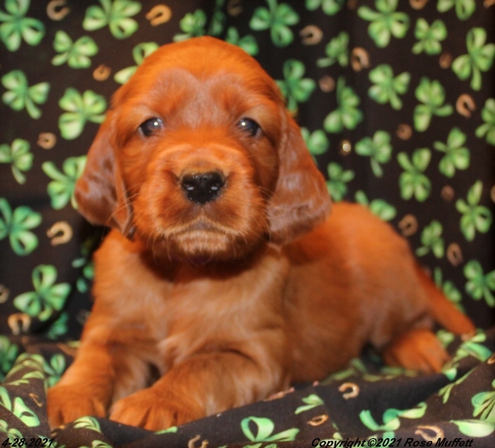 AKC Irish Setter Puppy For Sale