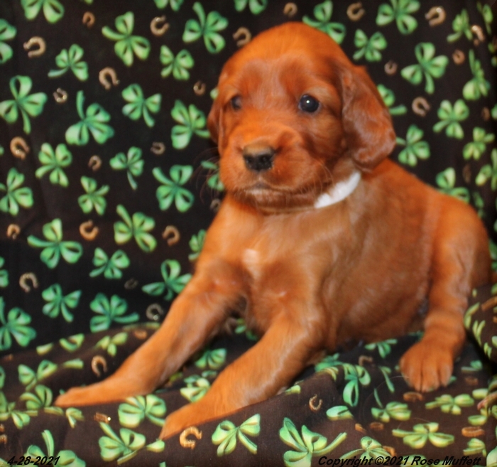 AKC Irish Setter Puppy For Sale