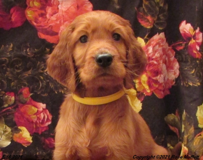 AKC Irish Setter Puppy For Sale