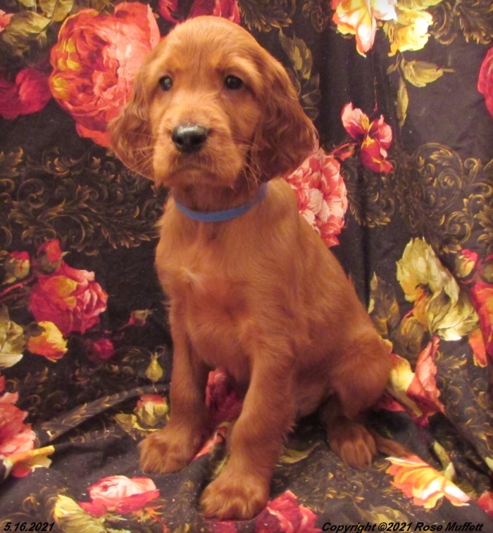 AKC Irish Setter Puppy For Sale