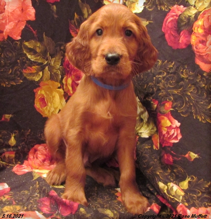 AKC Irish Setter Puppy For Sale