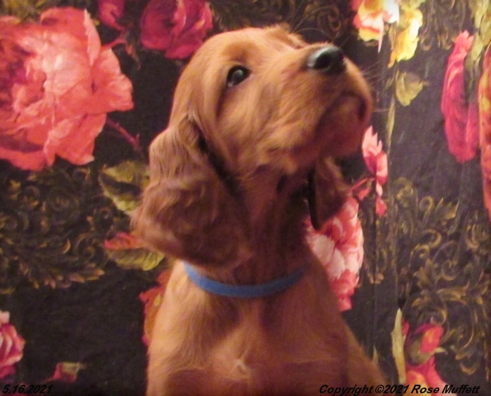 AKC Irish Setter Puppy For Sale