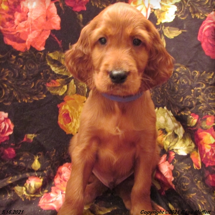AKC Irish Setter Puppy For Sale