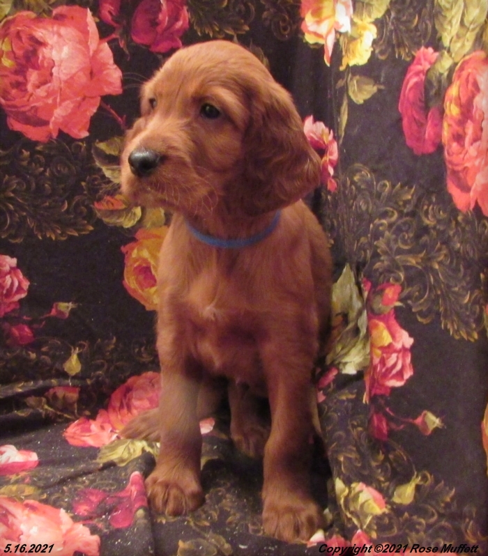 AKC Irish Setter Puppy For Sale