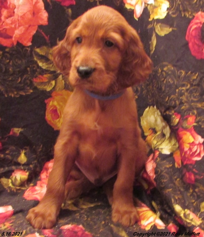 AKC Irish Setter Puppy For Sale