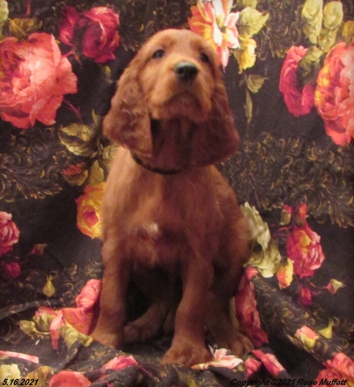 AKC Irish Setter Puppy For Sale