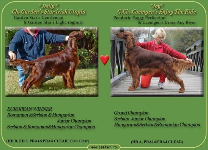 AKC Irish Setter Puppy For Sale