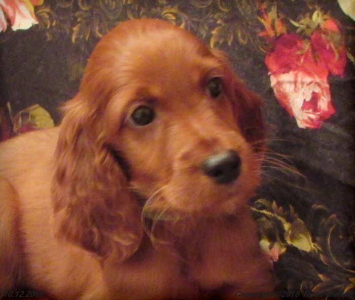 Liza's Puppies